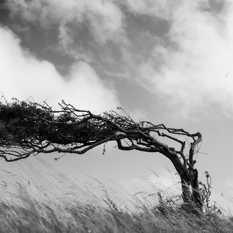resilient-tree